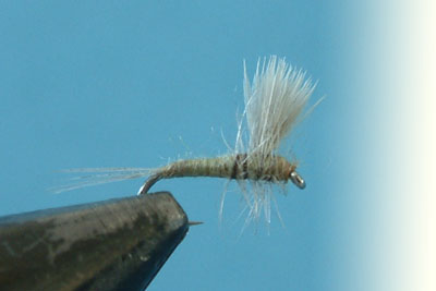 thorax6.jpg